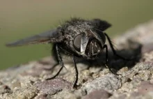 Jakich szkód w organizmie potrafi dokonać mucha śrubowa [JAP]