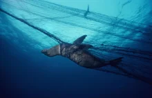 Małym gatunkom delfinów i wielorybów grozi zagłada przez sieci rybackie
