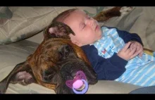 Babies Sleeping With Dogs Compilation