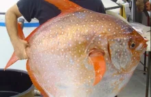 Naukowcy odkryli nowy gatunek ryby. Jest stałocieplna