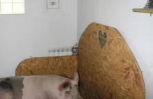 Uratowana przed przerobieniem na kotlety świnka ma własny pokój