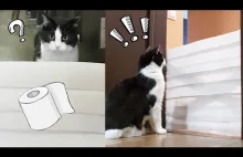 Koci skok wzwyż przez papier toaletowy