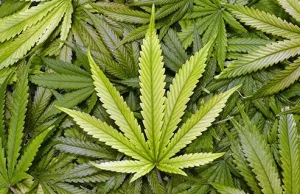 Gruzja zalegalizowała marihuanę