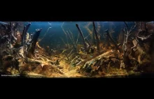 160l akwarium biotopowe. Ameryka Południowa - rzeka Rio Negro