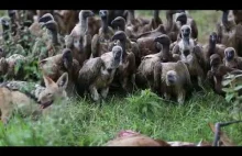 Stado sępów czeka, aż szakal skończy posiłek.