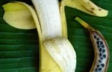 Genetycy odczytali DNA banana