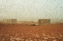Plaga szarańczy w Libii.