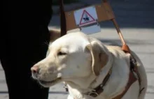 "Nieczysty" pies nie wsiądzie do taksówki muzułmanina