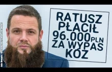 Warszawski ratusz płacił 96.000PLN za wypas kóz. Co się stało ze zwierzętami?