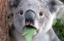 Koale to są jednak okropne zwierzęta