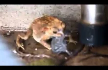 Ropucha próbuje połknąć szczura