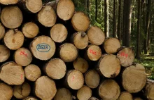 Nowelizacja przepisów dotyczących wycinania drzew zawiera absurdalne przepisy
