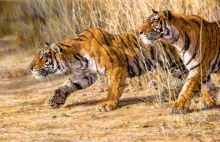 Tygrysy ludojady z Chowgarh przez pięć lat siały grozę wśród tubylczej ludności.