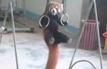 Panda czerwona trenuje do olimpiady