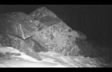 Rzadki materiał filmowy pokazujący ryczącego Irbisa śnieżnego