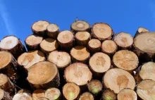 Absurd: UE chce ograniczyć pozyskiwanie drewna w Polsce pod przykrywką ekologii