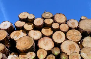 Absurd: UE chce ograniczyć pozyskiwanie drewna w Polsce pod przykrywką ekologii