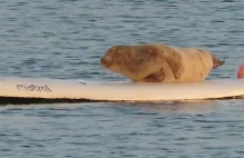 Nietypowy złodziej deski surfingowej.