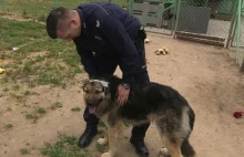 Policjant zaadoptuje skatowanego i zakopanego żywcem psa