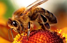 Chcą zagazować 2 mln pożytecznych pszczół.