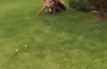 Atak niedźwiedzia na jelenia...