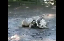 Żółw ratuje żółwia